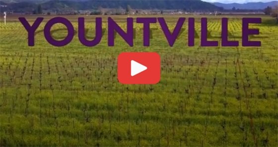 Graphic titled “Town Council Meeting Update” with short bullet highlights about recent Yountville Town Council actions.