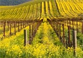 Napa Valley Mustard Festival