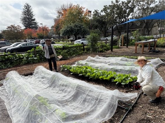 group covering plants in FarmStand Garen