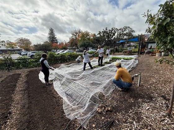 FarmStand volunteers planting and weeding the fall garden.