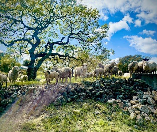 Chandon Earth Day Panel