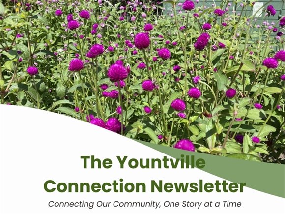 Yountville Connection September 5, 2025 image with purple flowers from the FarmStand Garden.