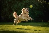 Golden retriever jumping with a ball.