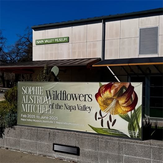 Wildflowers of Napa Valley