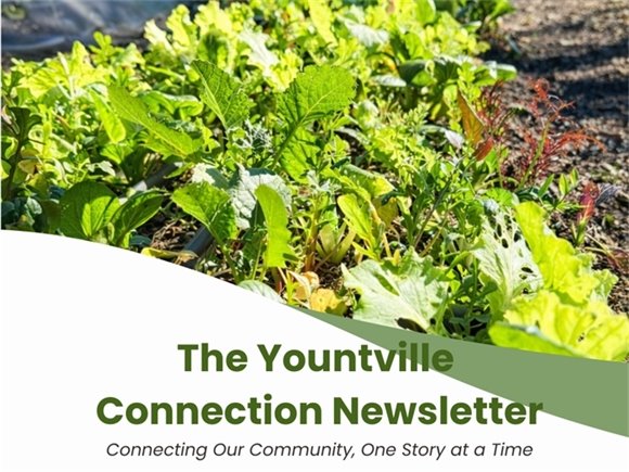 Nighttime street scene in Yountville with trees wrapped in white string lights and blurred car light trails along the road. A green-and-white graphic overlay displays the title “The Yountville Connection Newsletter” with the tagline “Connecting Our Community, One Story at a Time.”