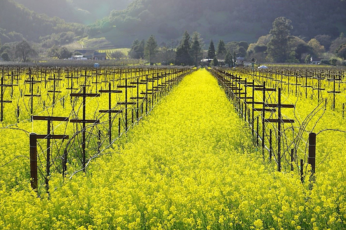 Rows of vineyard vines surrounded by blooming yellow mustard flowers under soft daylight.